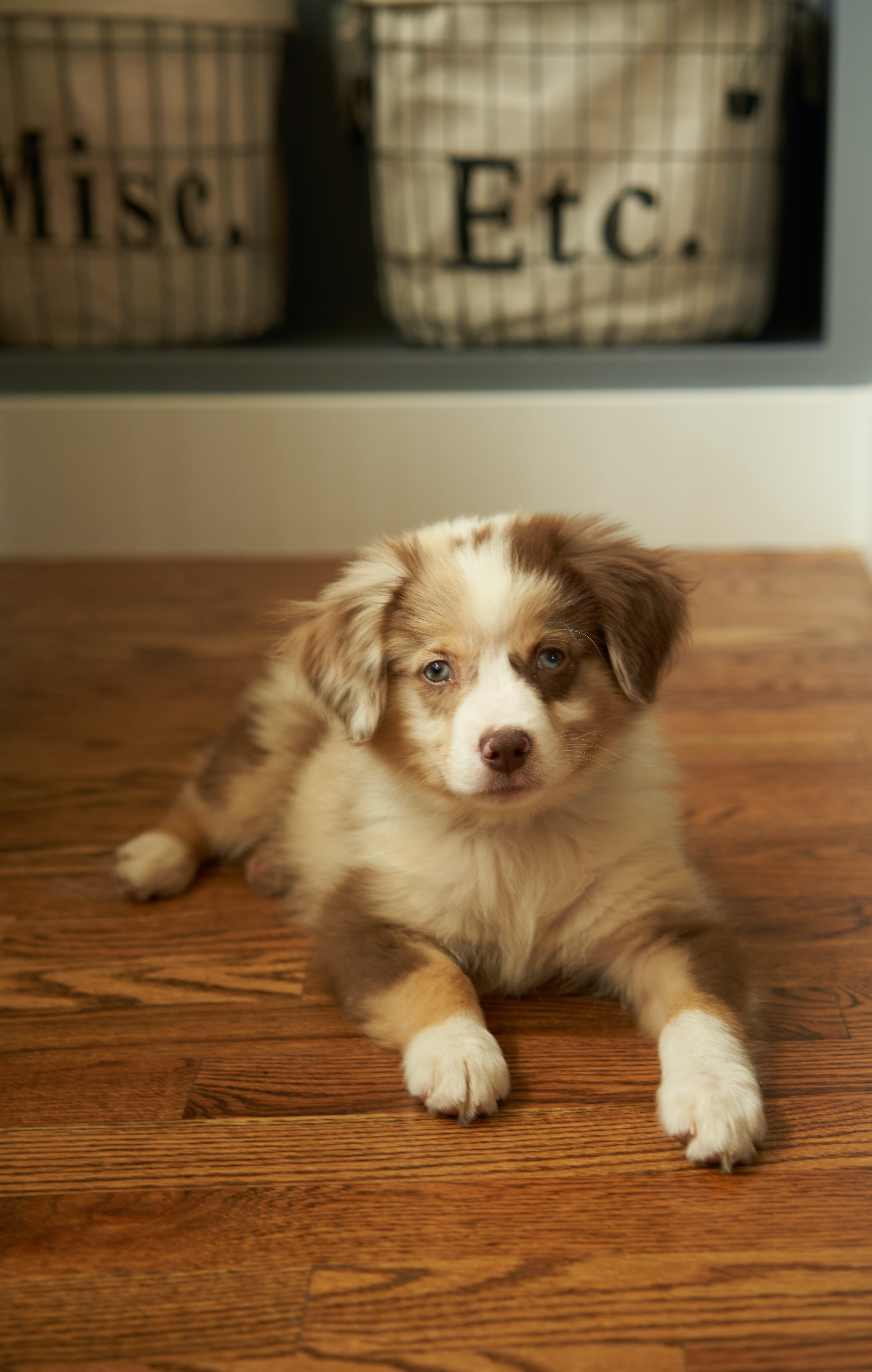 Tiny fashion aussie